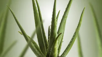 Plant Needs Come before the Excitement of Using Free Water