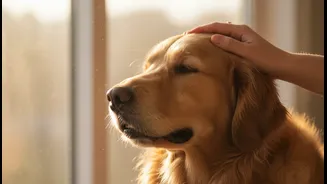 Study Highlights How Everyday Pet Interactions May Affect Emotional Balance