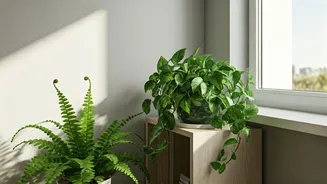 Pothos, Ferns, And Natural Ventilation Create Calmer Green Environments