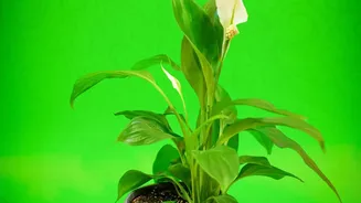 Last-Minute Plant Panic Often Leads to Roots Sitting in Water