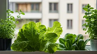 Lettuce, Spinach And Herbs Are Apartment Garden Goals