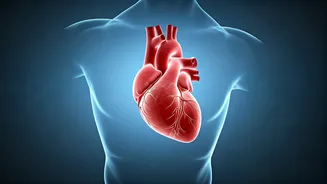 Enlarged Heart on X-ray: When to Worry and When It's Just Fine