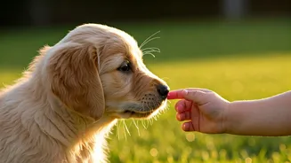 7 Kid-Friendly Dog Breeds: Your Child's Loyal, Four-Legged Guardians