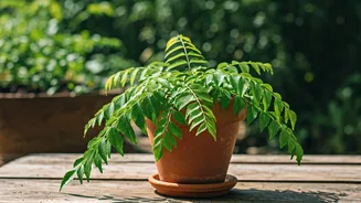 Growing Curry Leaves: Kitchen Garden Secrets