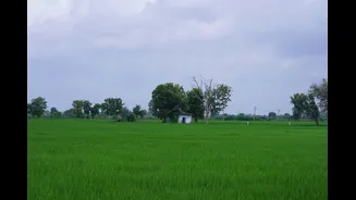 Understanding the Indian Monsoon: A Lifeline for Agriculture and Economy