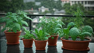 Turn Your Balcony Into A Monsoon Vegetable Garden