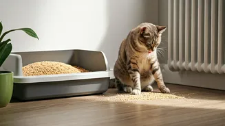 Switch To Biodegradable Corn Husk Litters For Eco-Friendly Homes
