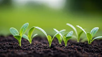 These Vegetables Love Rain And Beginners