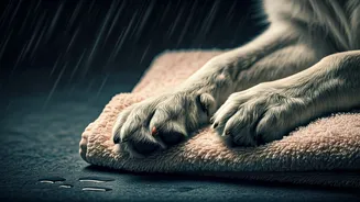 Healthy Pets Start With These Rainy Habits