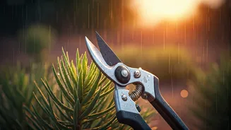 Pruning Is The Pre-Monsoon Garden Hack