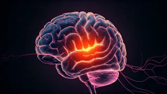 Anxiety's Grip: Unraveling the Brain's Rewiring