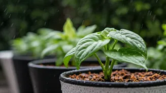 Rainy Season Pot Gardening Made Super Easy
