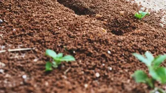 Environmental Research Reveals How To Revive Flooded Soil Microbes In Urban Gardens