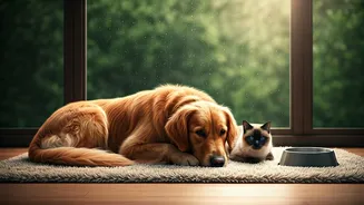 Monsoon Care Every Cat And Dog Deserves