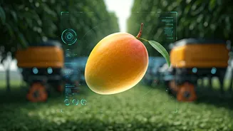 Lucknow Mango Cultivation Reaches Insane New Heights In 2026
