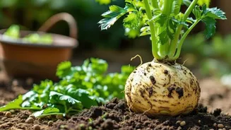 How to grow celery root in your garden