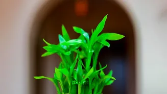 Five Essential Indoor Plants And Clay Dehumidifiers For Fresh Rental Apartment Air In Rains