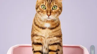 International Cat Day Makes Litter Access Worth Rechecking