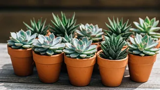 10 Easy Succulents for Your Home Garden