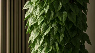 Heartleaf Philodendron Curtain Rod Hanging Is The Easiest Room Upgrade