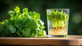 Save Money On Green Herbs With This Cool Coriander Hack