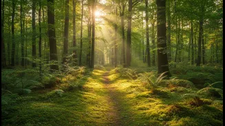 How Post-Exercise Outdoor Strolls Help Fitness Enthusiasts Reset Brain Chemistry Levels Safely