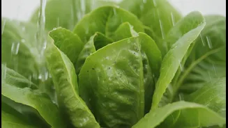 How Raw Salad Bacteria Evade Standard Water Washes Prompting Cooking Safeguard Standards