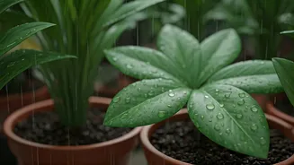 Summer Rain Is The Plant-Care Plot Twist