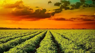 India's Monsoon Gaps: What They Mean For Agricultural Output