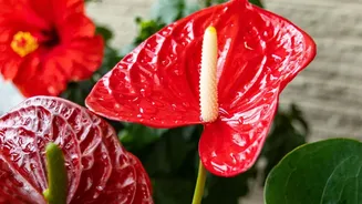 Easy-Care Flowering Plants Are Helping Urban Indians Build Greener Monsoon Balconies