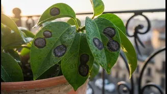 Fungal Patches On Leaves Can Flag A Balcony Staying Too Damp