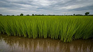 Punjab Basmati Decline: A Crop in Crisis