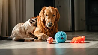 Rainy Days Don't Mean Less Exercise For Your Pet