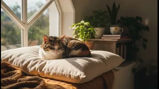 Do Not Force Social Enrichment On A Pet That Prefers Distance