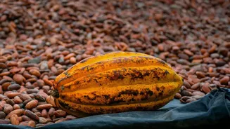 South Indian Cocoa Farms Power Artisanal Bean-To-Bar Chocolate Innovations Across Indian Metros