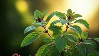 Tulsi: Unveiling the Ancient Ayurvedic Secrets for Seasonal Health and Positive Vibes