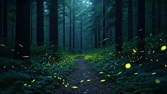 These Firefly Walks Feel Straight Out Of A Movie