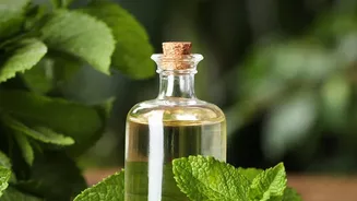 Make flavourful zero waste cooking oils from leftover mint and coriander stems
