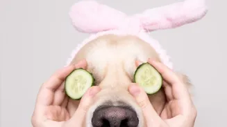 Short, Calm Grooming Sessions Can Suit Nervous Pets