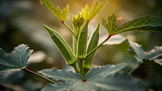 Okra Is The Fast-Growing Crop Gardeners Love