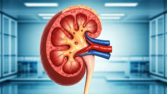 Protein Overload: Hidden Health Hazards Revealed