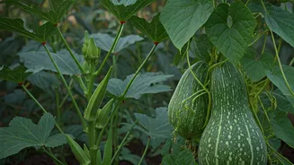 Monsoon Makes Growing These Vegetables Super Easy