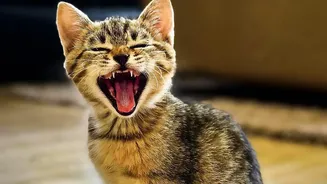 How Spotting Early Pet Dental Issues Saves Owners From Emotional Stress And High Veterinary Bills