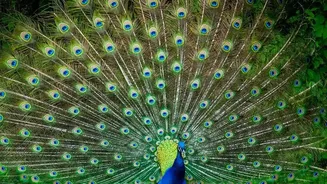 Four Blue Peafowl and One White Peacock Join UN Geneva's Ariana Park