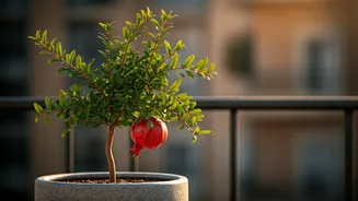 Pomegranate In A Pot Has Entered The Chat