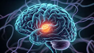 Brain's Protein Code Rewritten by Aging: Scientists Uncover the Ubiquitylation Switch