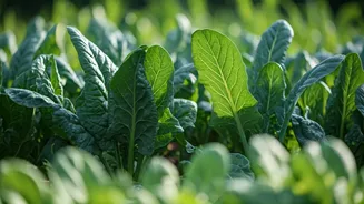 Your Summer Bounty: Grow 5 Easy Green Vegetables at Home!