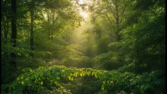More Balanced Climate Interpretation Could Make How India Interprets Greening Under Climate Change More Useful