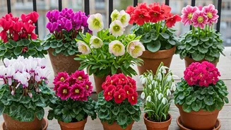 8 Winter Blooms for Your Balcony: A Floral Guide