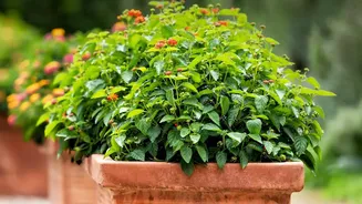 How Urban Gardeners Hydrate Balcony Plants Efficiently Using Terracotta Olla Pots This Season